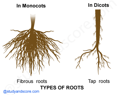 NCERT notes, free, CBSE notes, root, root system, charecteristics of root, functions of root, modifications of root, tp root system, fibrous root system